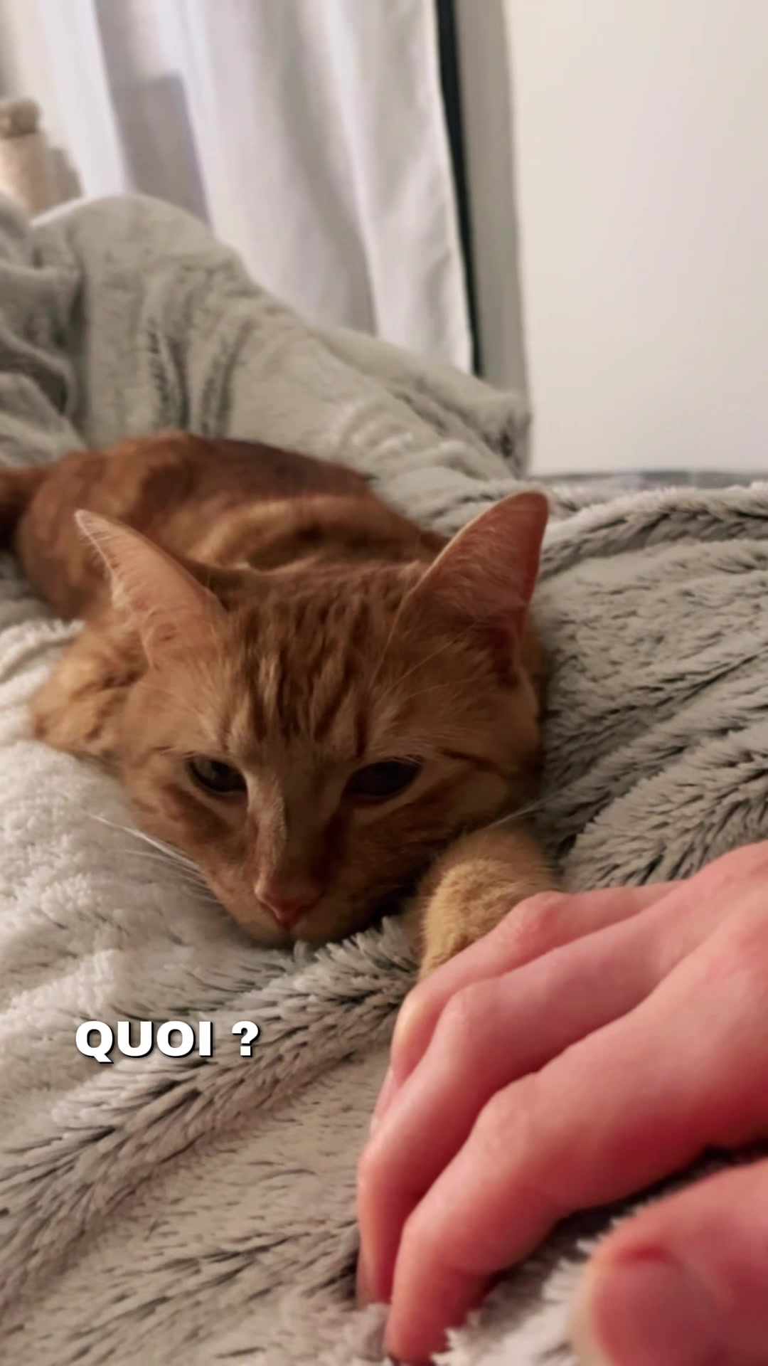 @ℂ𝕙𝕒 & 𝕄𝕚𝕝𝕠 ♈︎ 🐱
