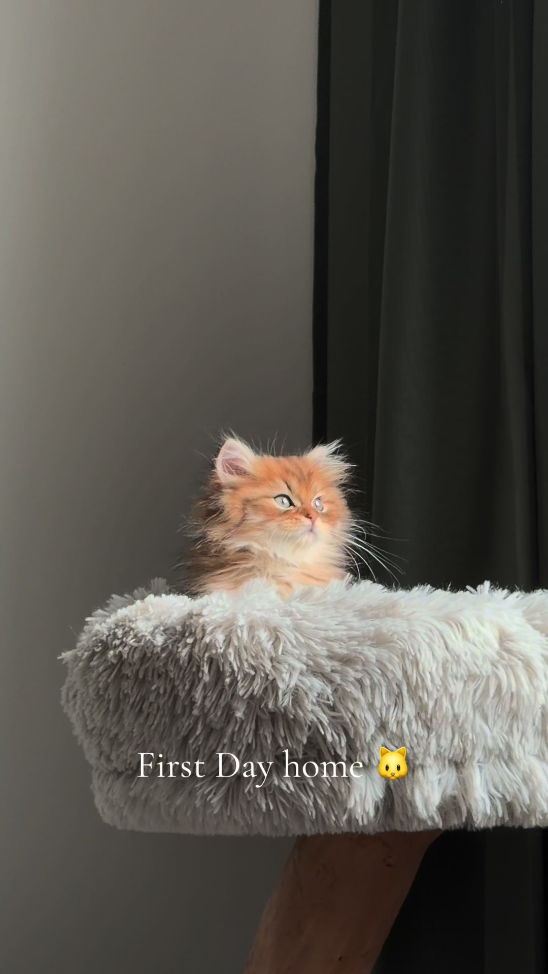 @Tommy the cat