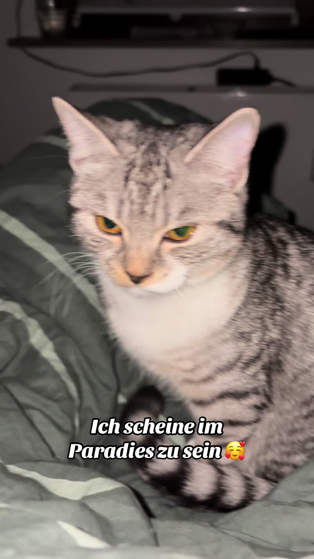@Oscar & die Katzenbande