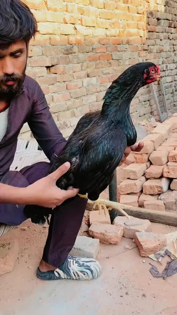 @احسن اعوان پنڈی وال اصیل
