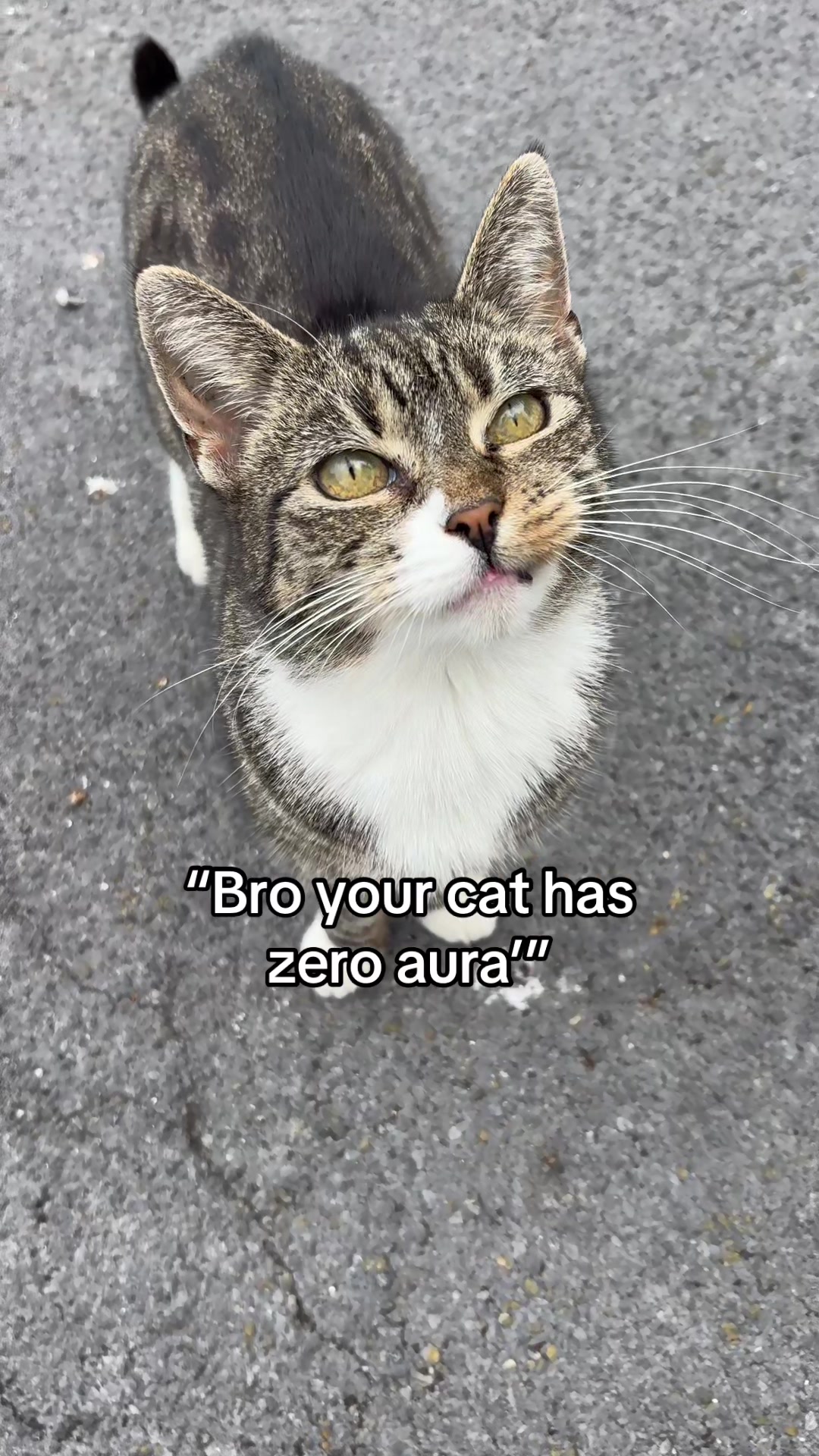 @Mittens