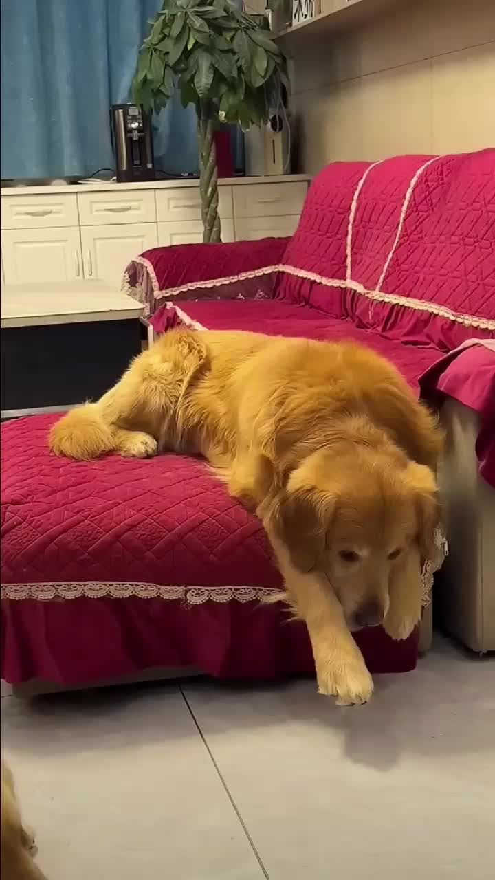 @dogadoption