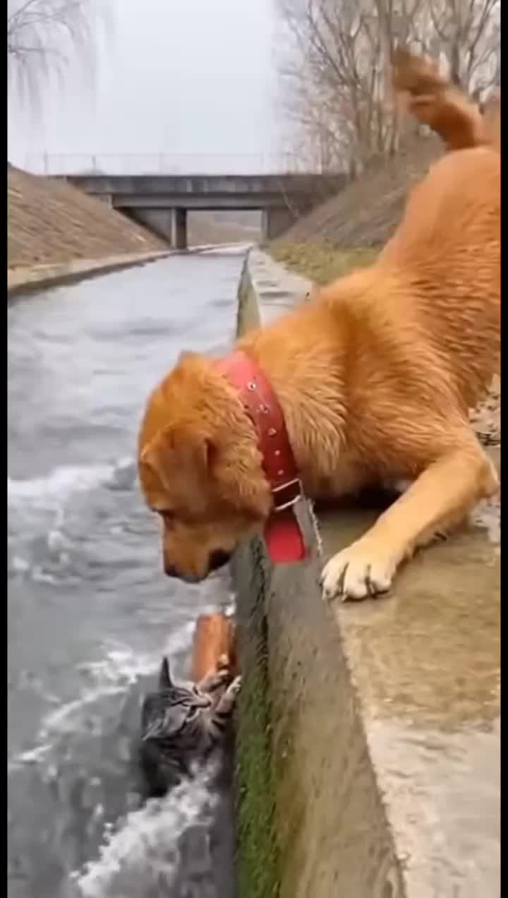 @animalslife2026