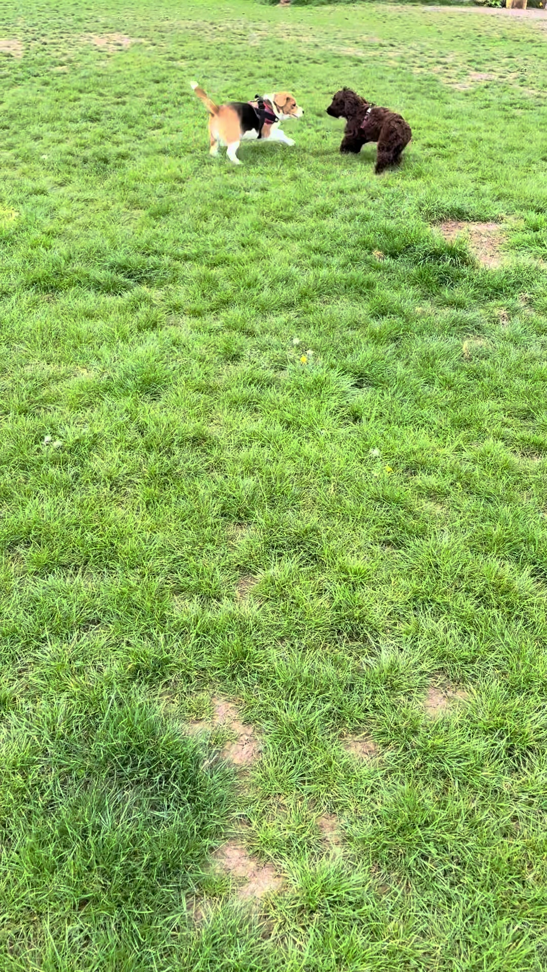 @Lauren & Sam&rsquo;s Dog Walking
