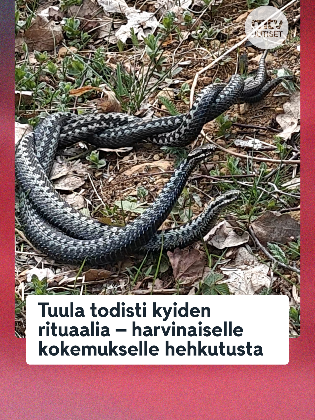 @MTV Uutiset