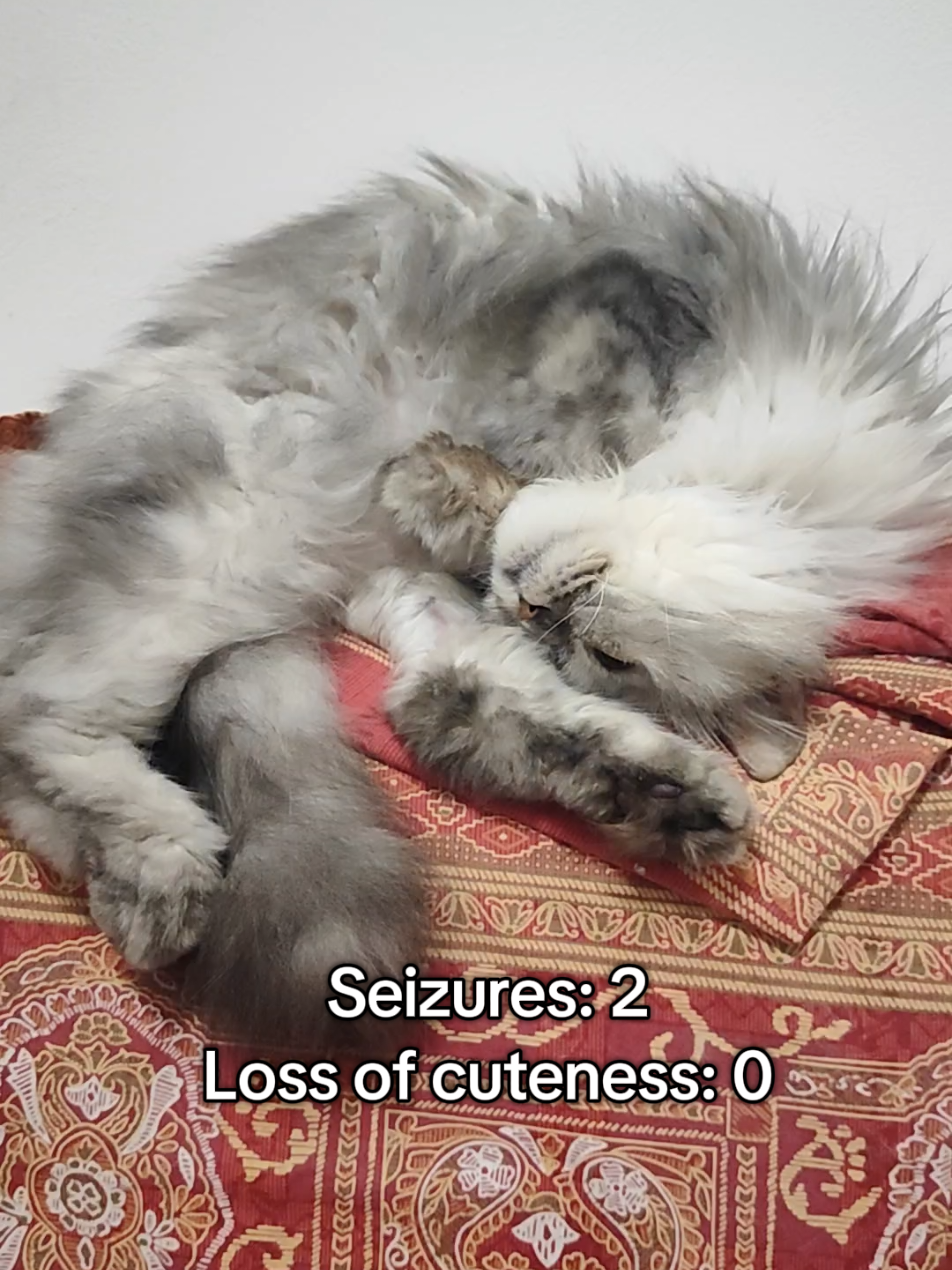 @Fluffy - the persian cat