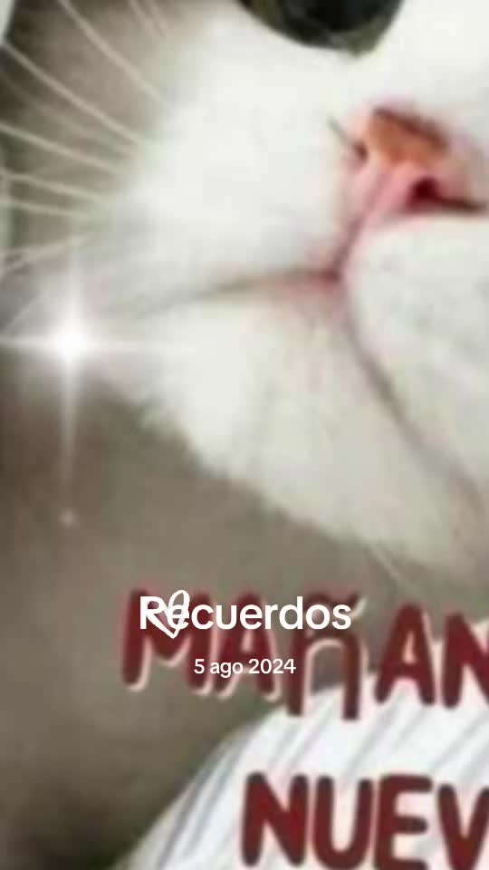 @MeryCat