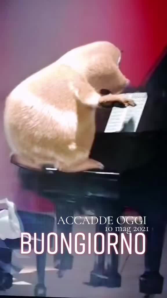 @eldoppiator