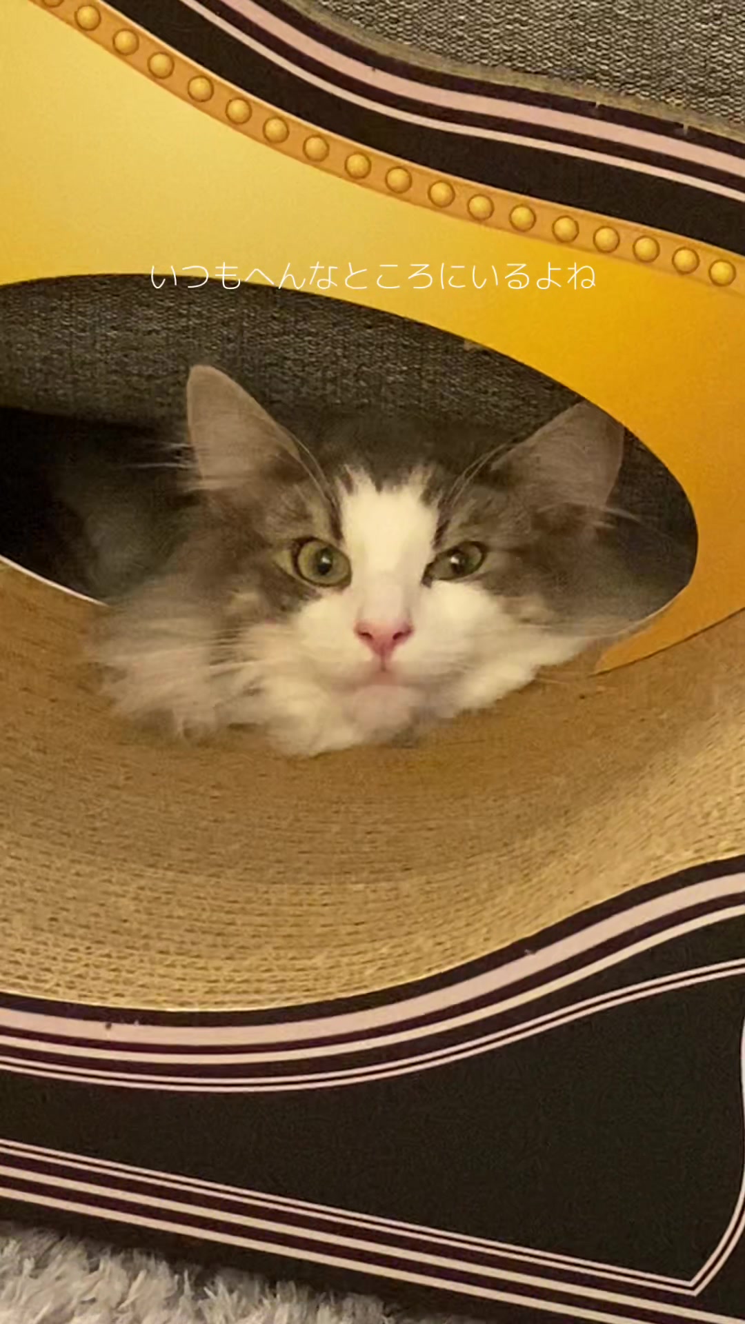 @ねここ様