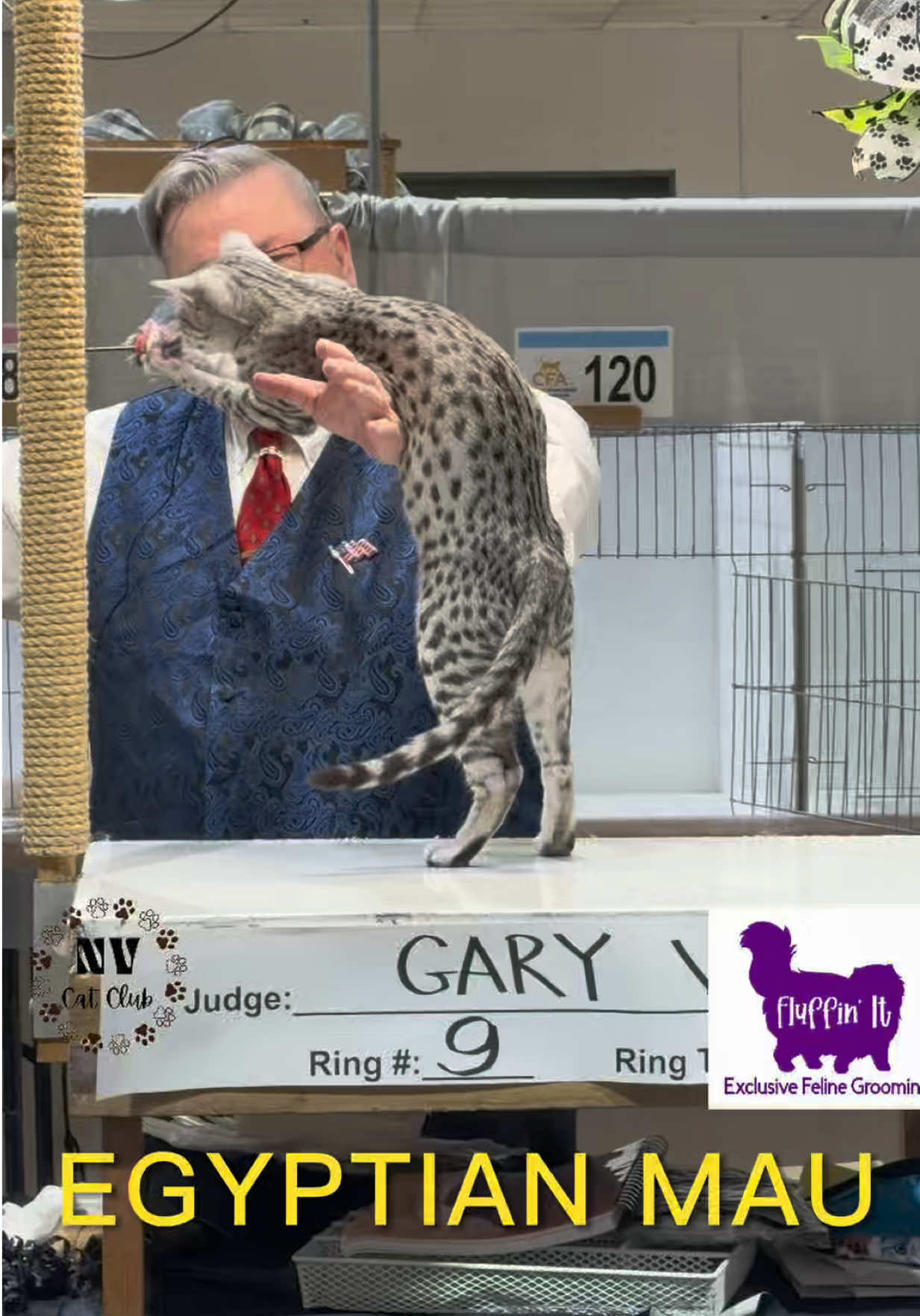 @NewVisionCatClub