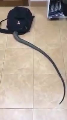 @Paul