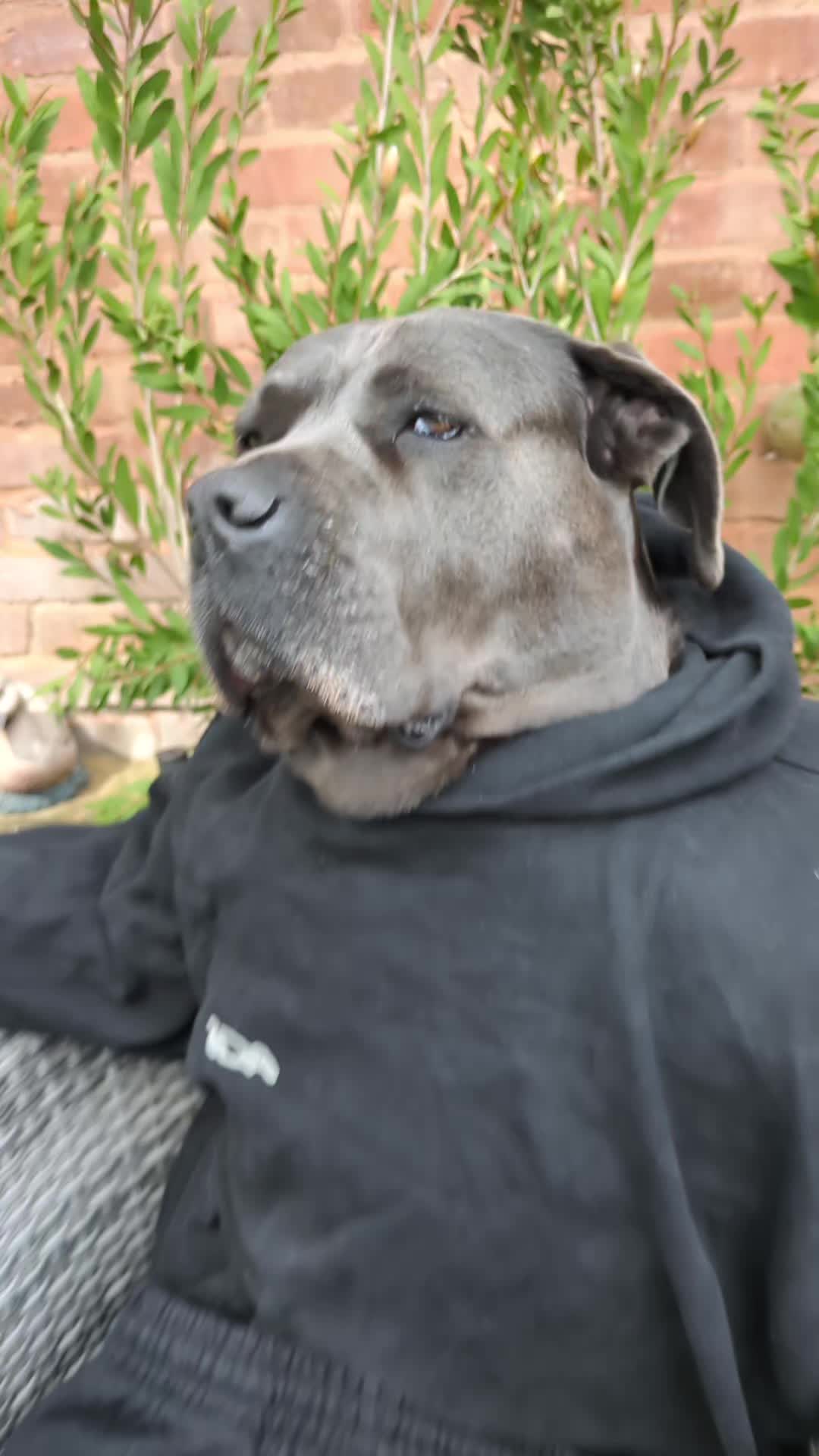 @mist_the_canecorso