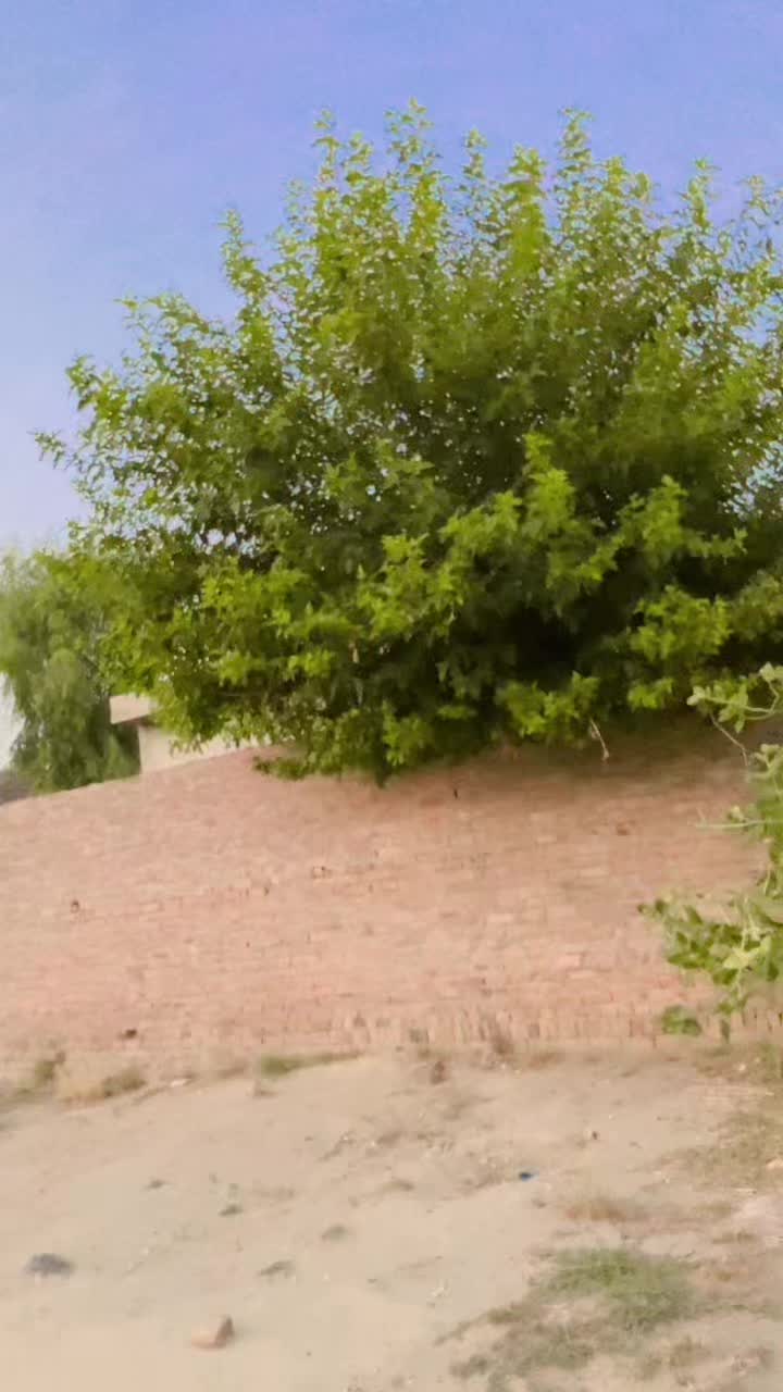 @Dilawar Bhakkar ala