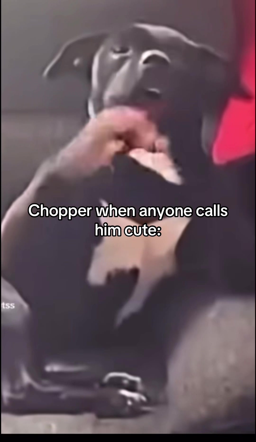@🐦⬛