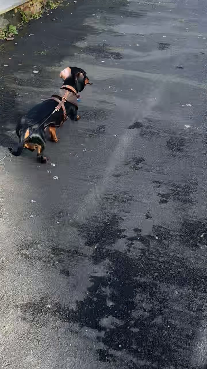 @Emily ][ DachshundDiaries