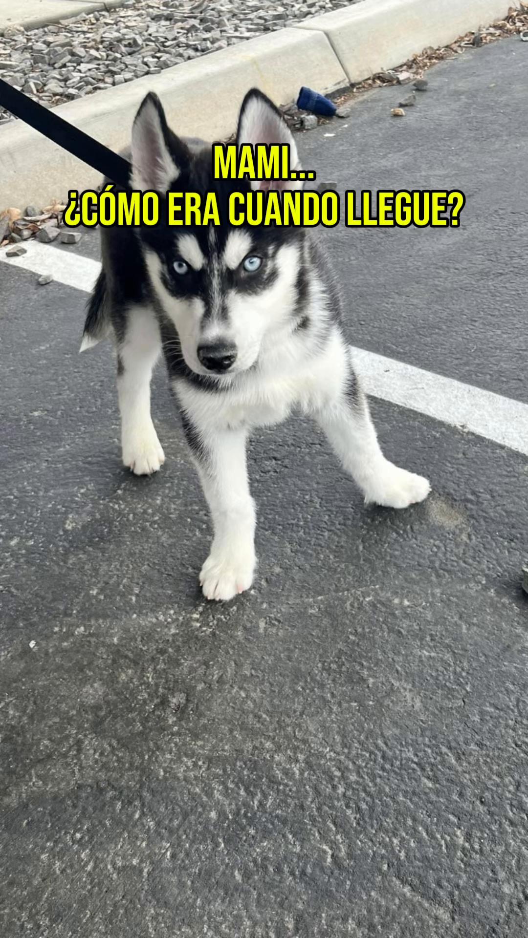 @Leo Reyes