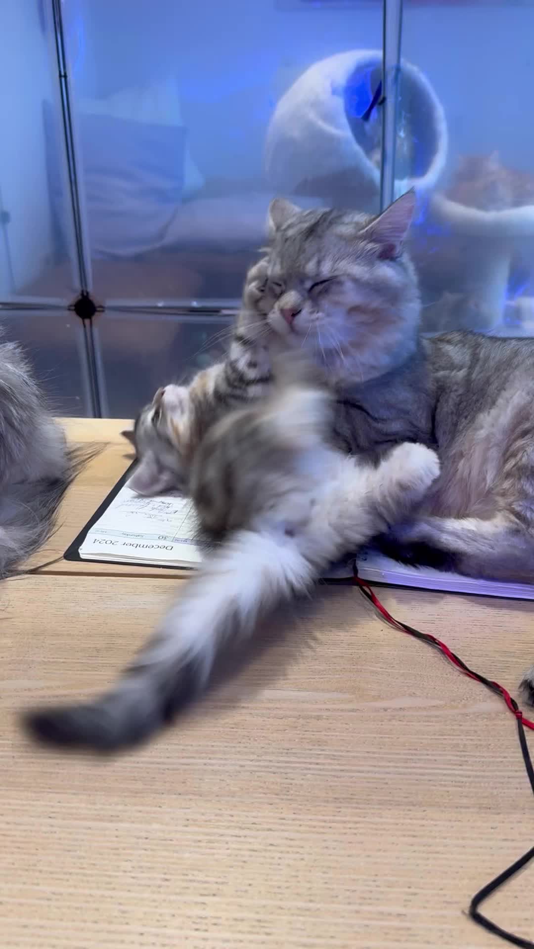 @SiberianRiver Cattery Uk