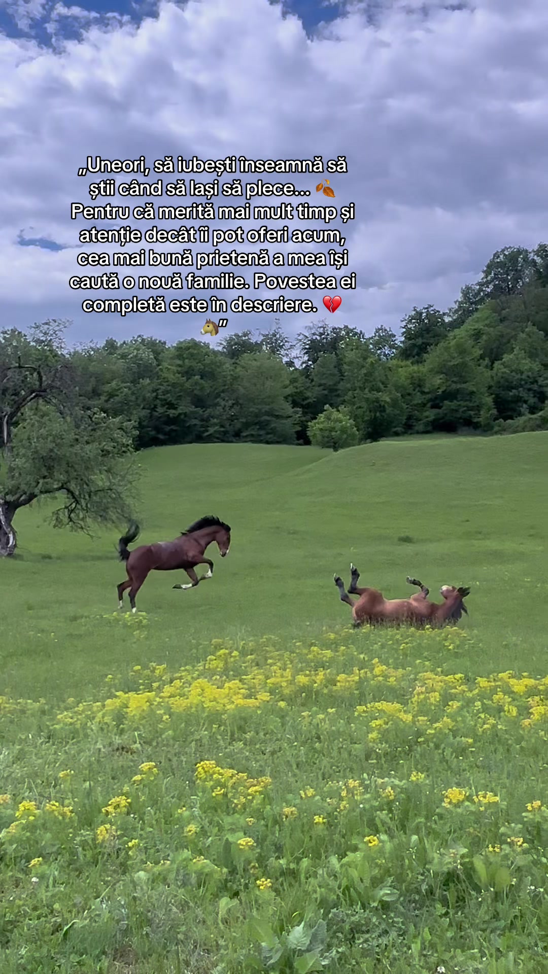 @Lupu Elena-Leonida