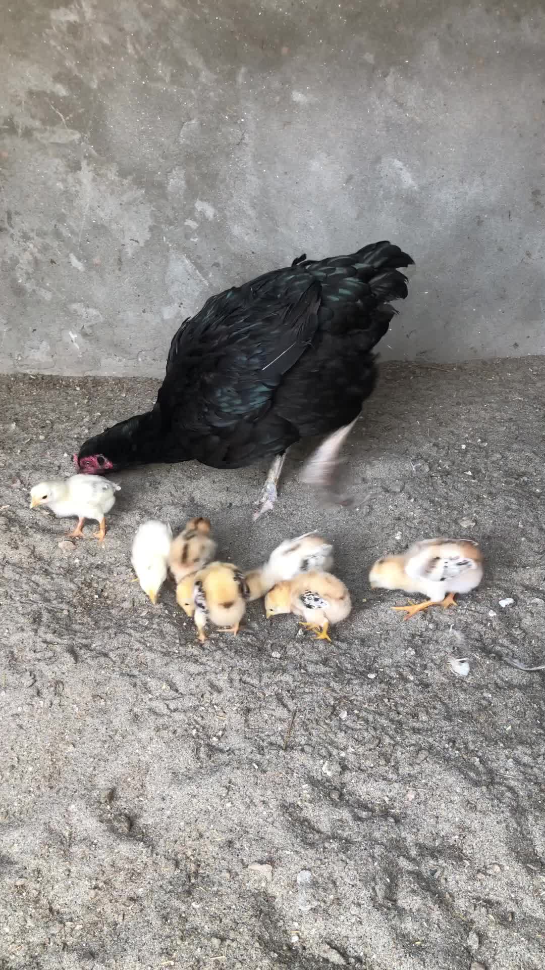 @Poultry Markaz