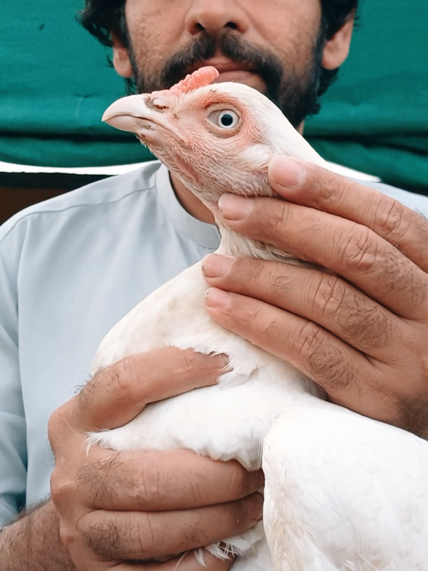 @Sajjad Aseel Farm