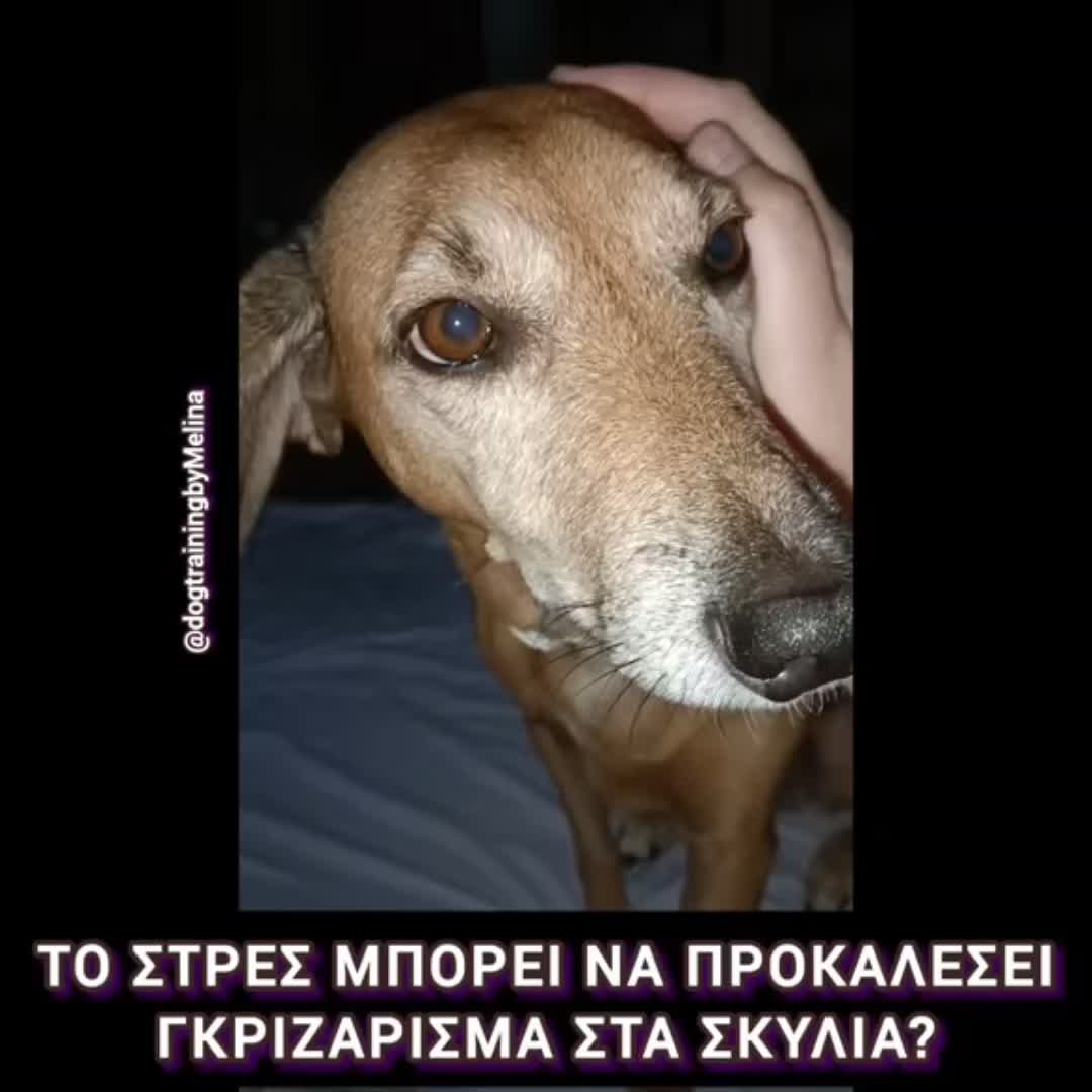 @dogtrainingbymelina
