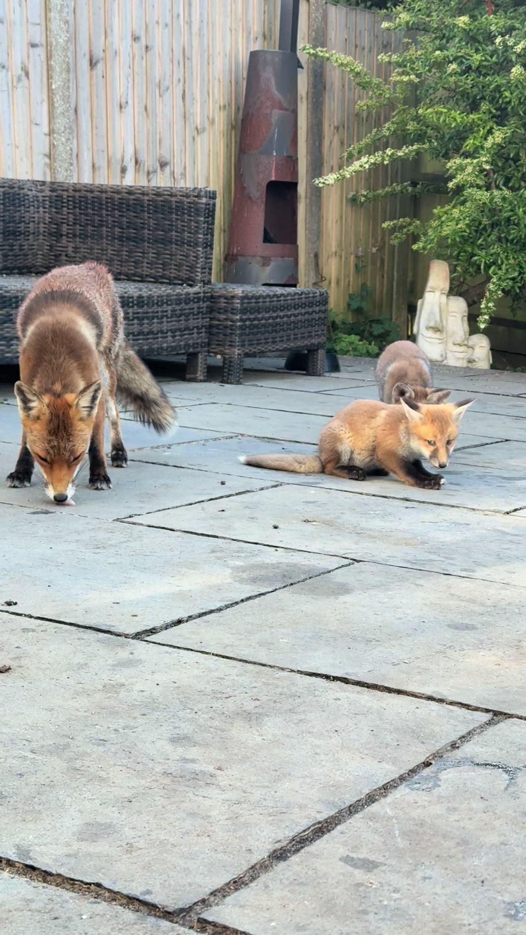 @gp_foxes