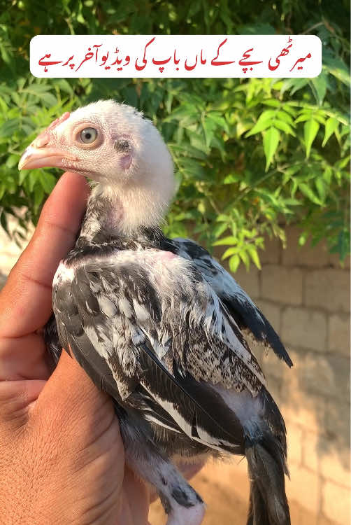 @Poultry Markaz