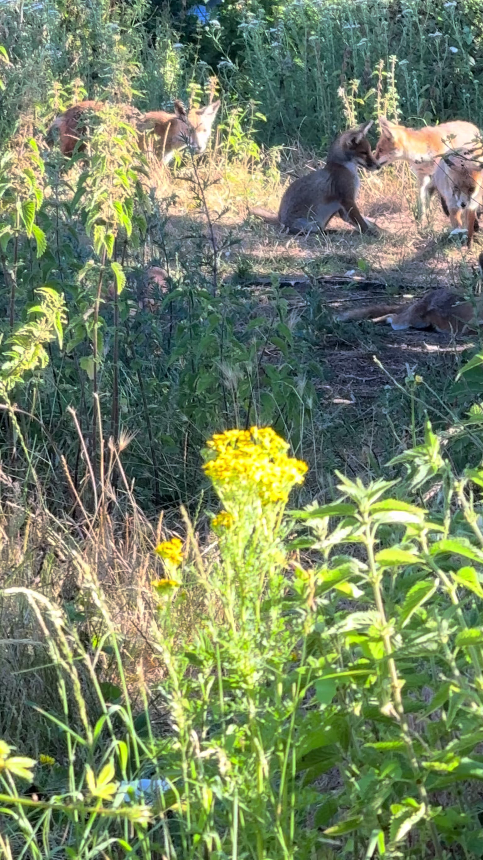 @gp_wildlife