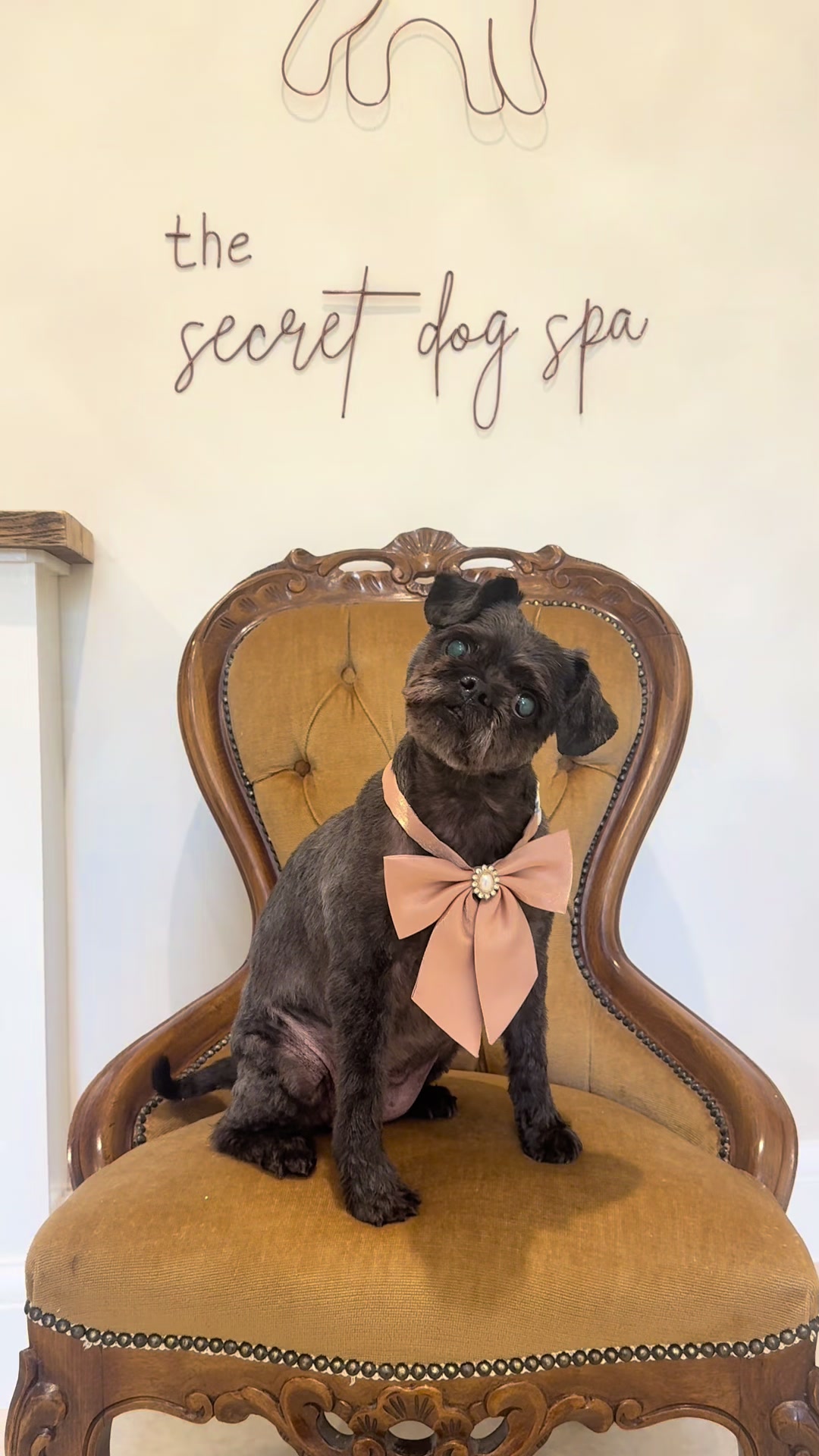 @thesecretdogspa