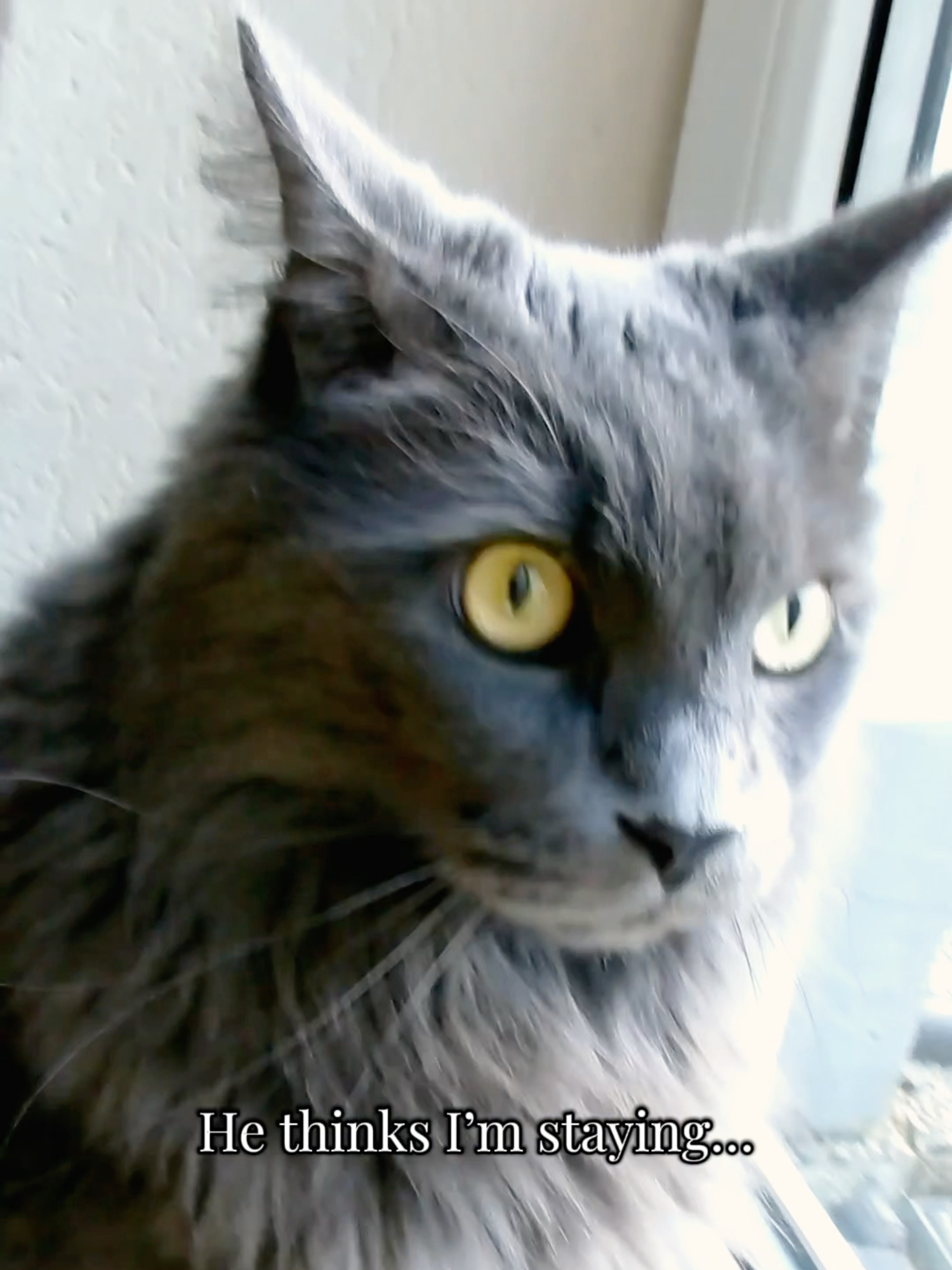 @Manny der Strizzikater