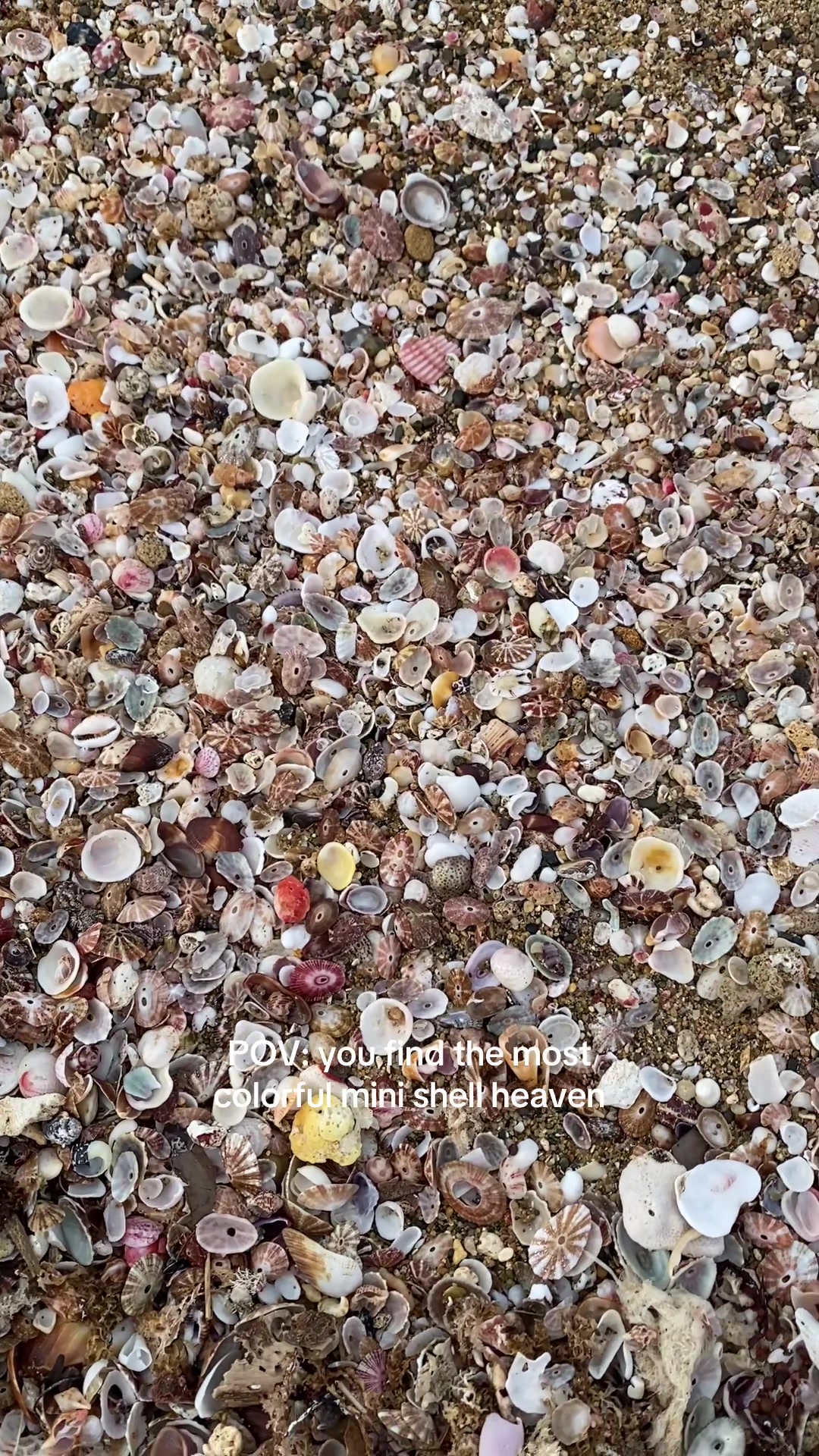 @🐚Jojo🌴