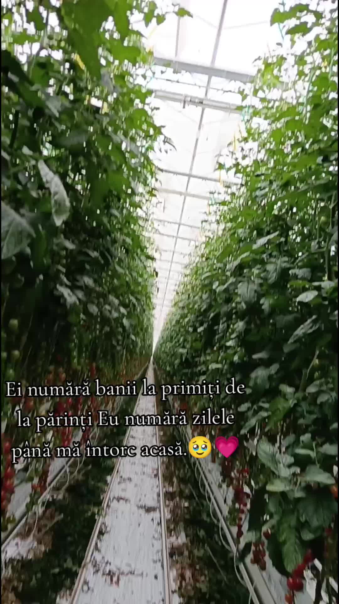 @🤍💫 Viorica❤️💫