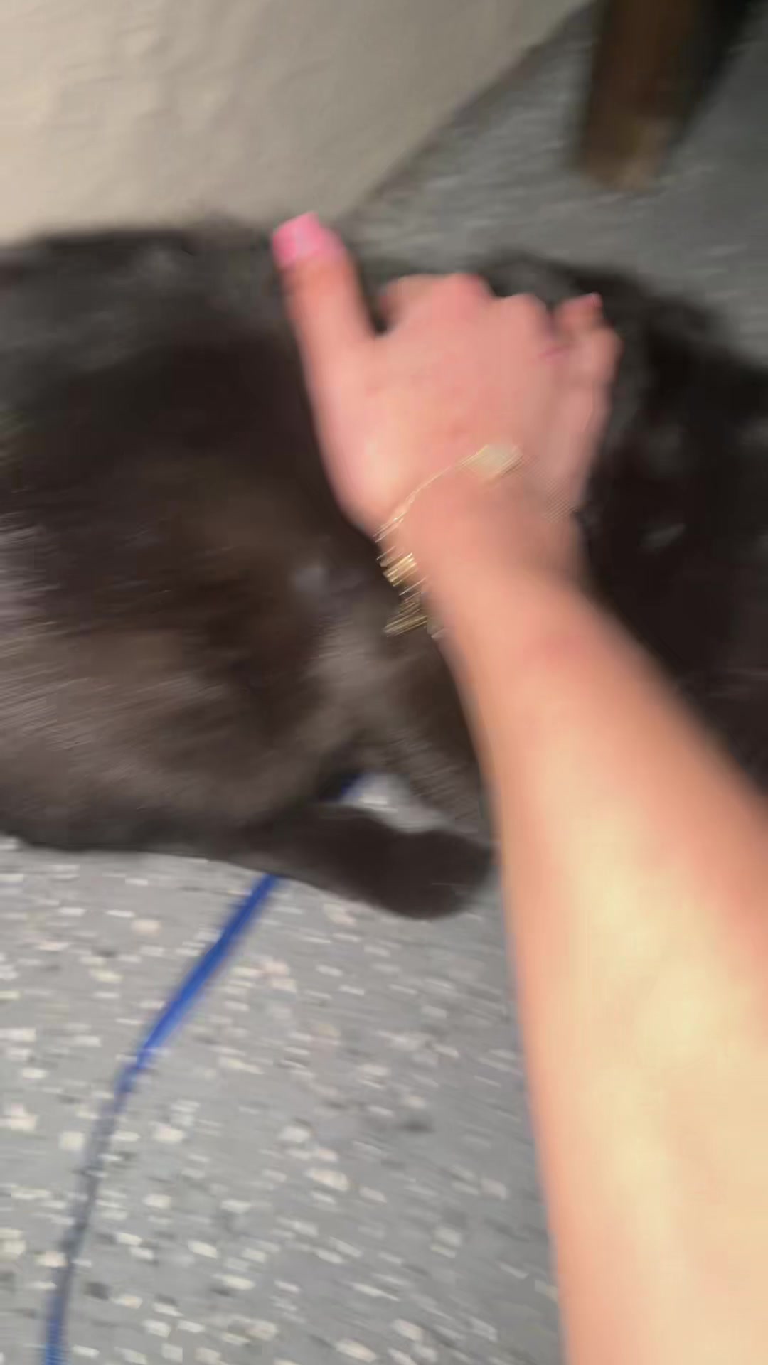 @Gary🐈&zwj;⬛&Luna🐈