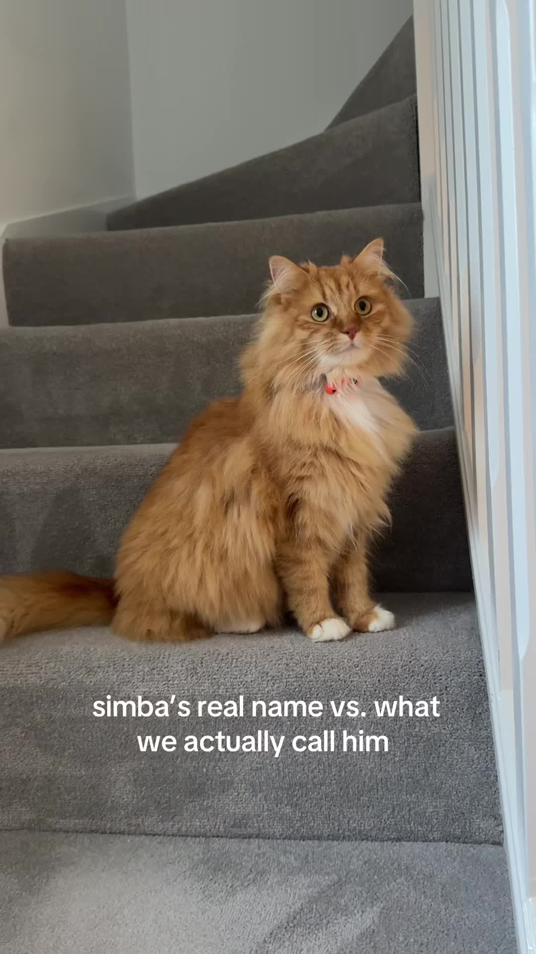 @Simba & Max 🐾