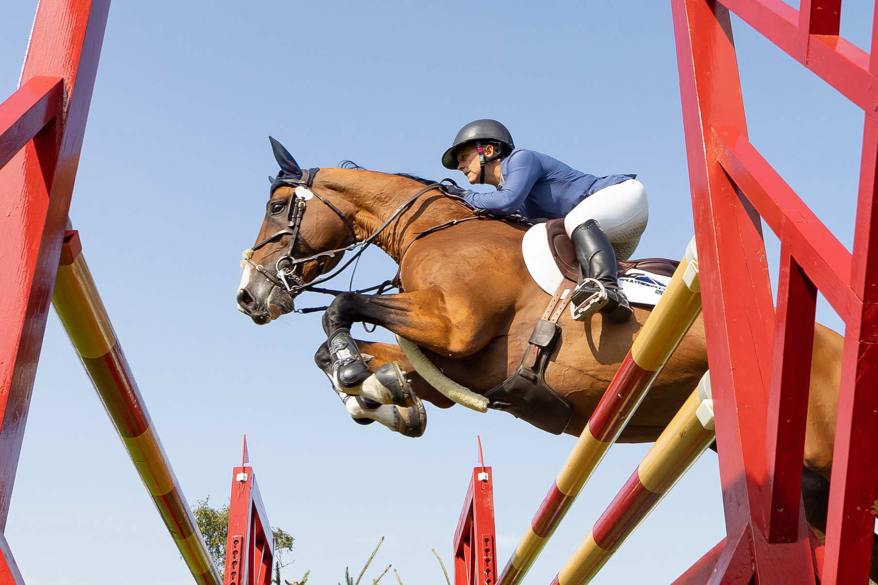 @British Showjumping