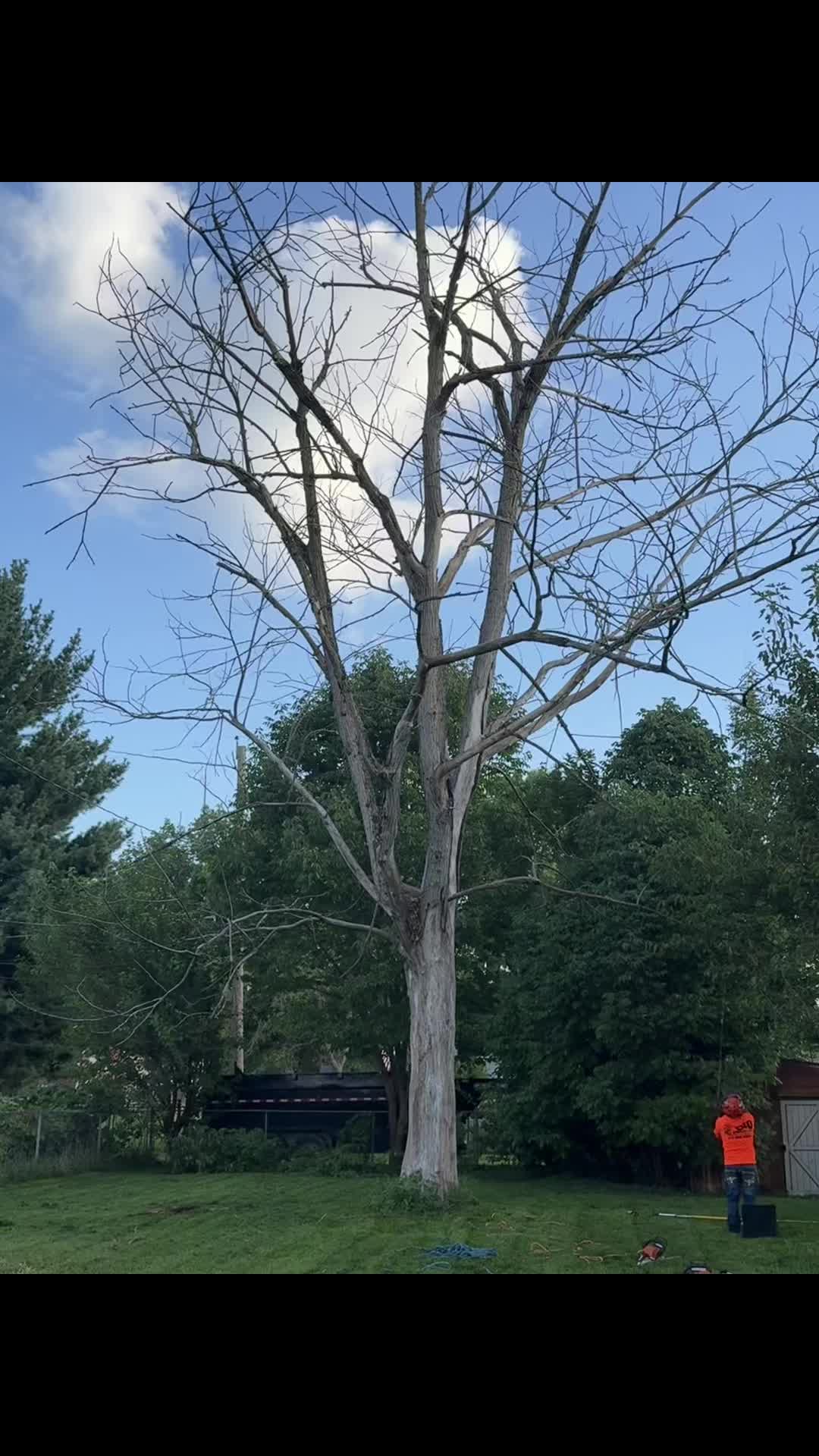 @G&O tree servicess