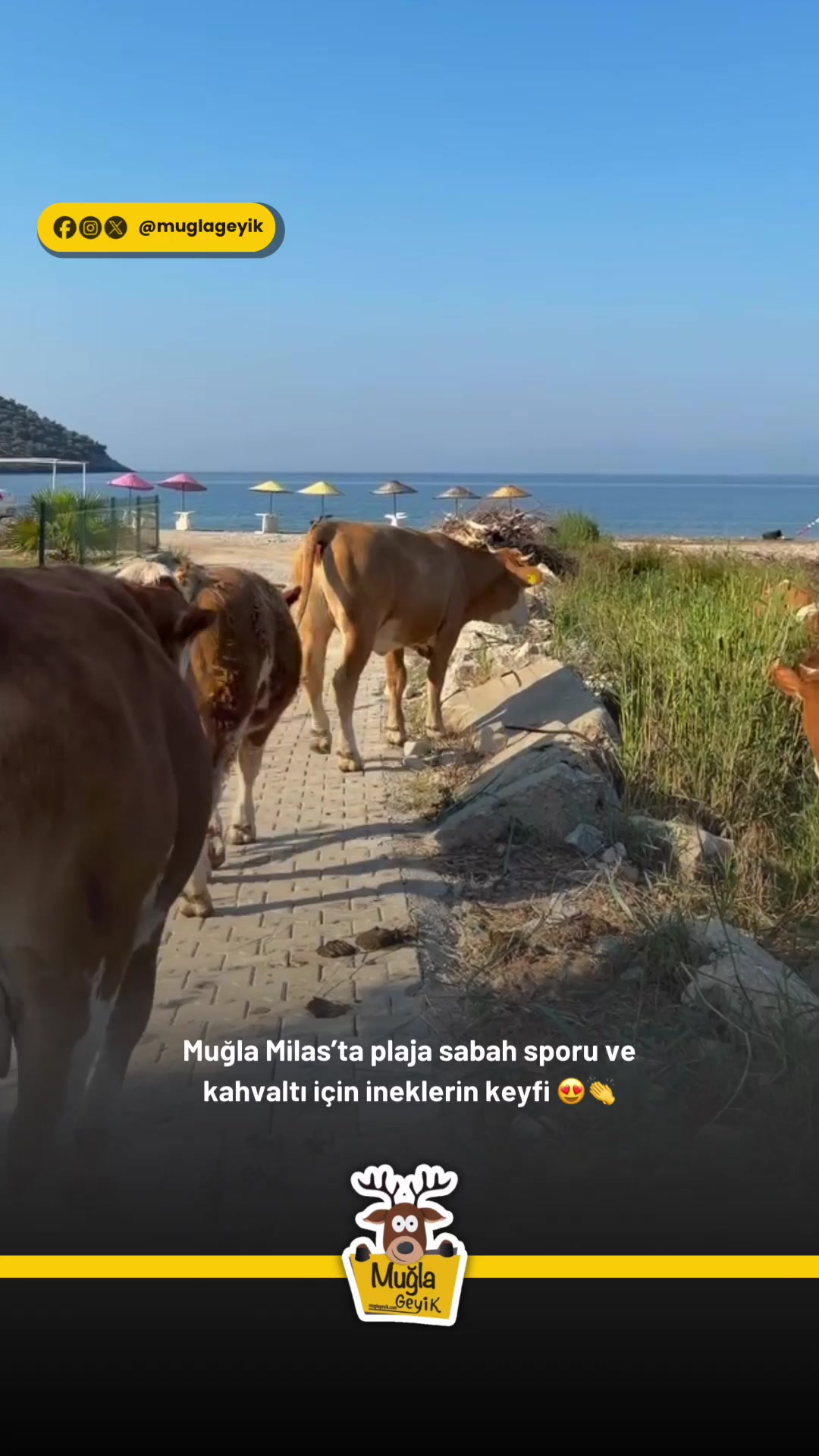 @Muğla Geyik