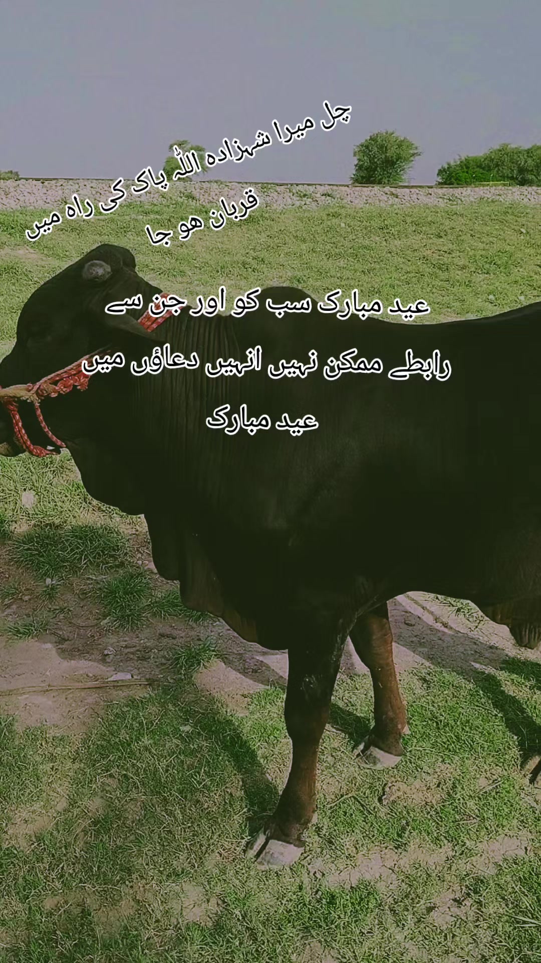@Ibrar Khan