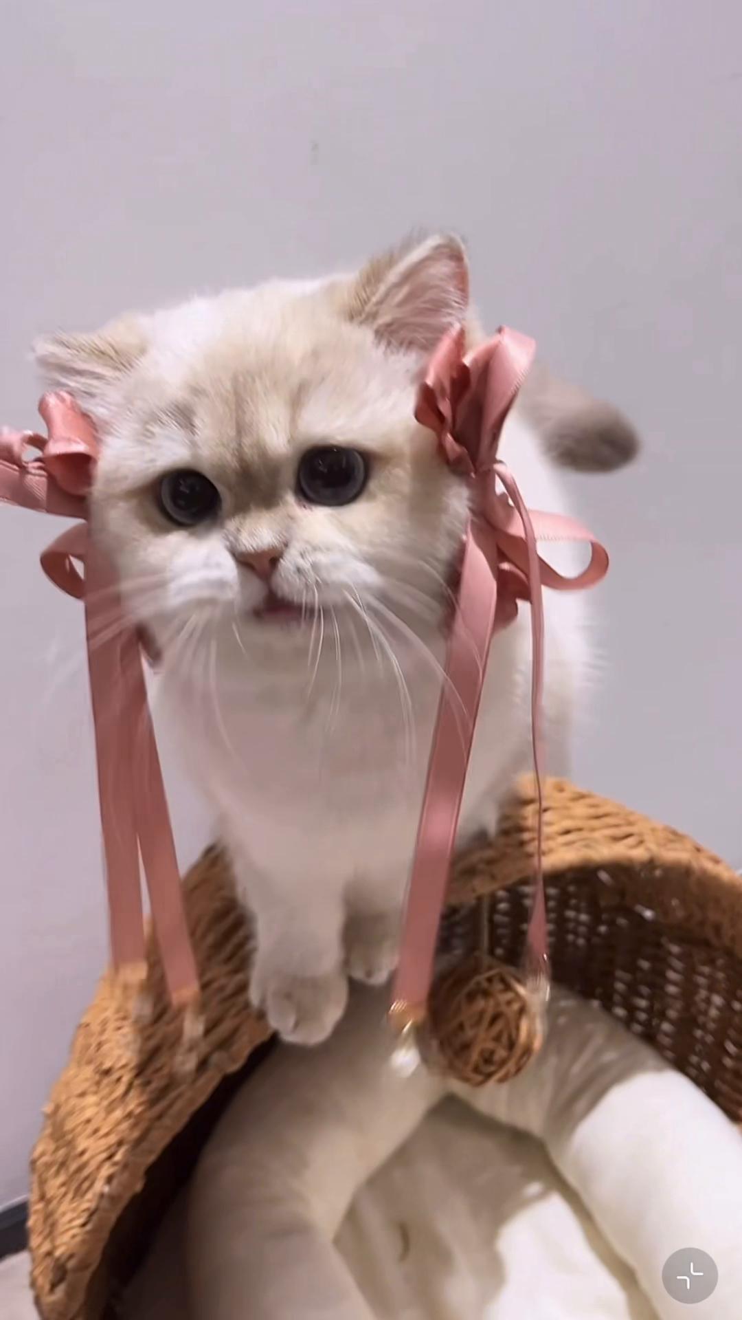@My Daily Dose of Aww