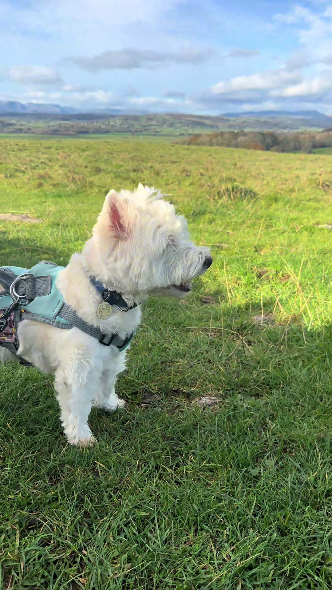 @Luna The Westie