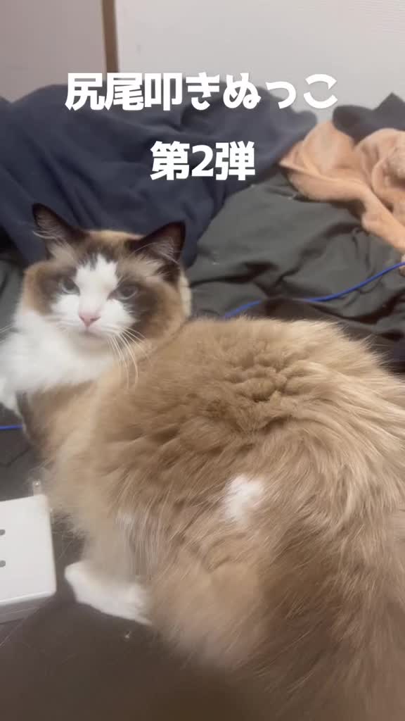 @なつめ友猫帳