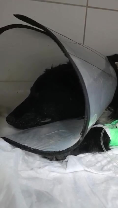 @Помощь животныи🫶🏻