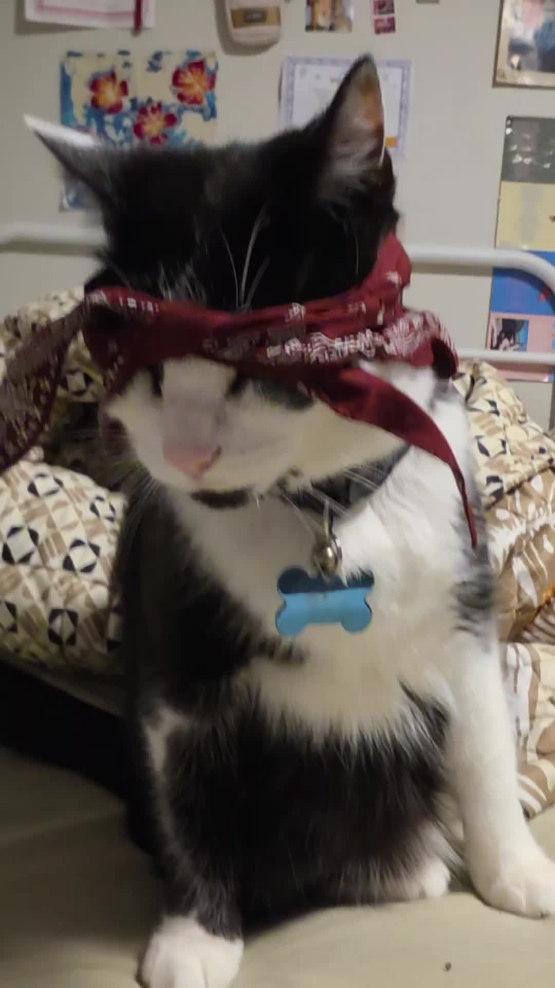 @THUGxedo Cat