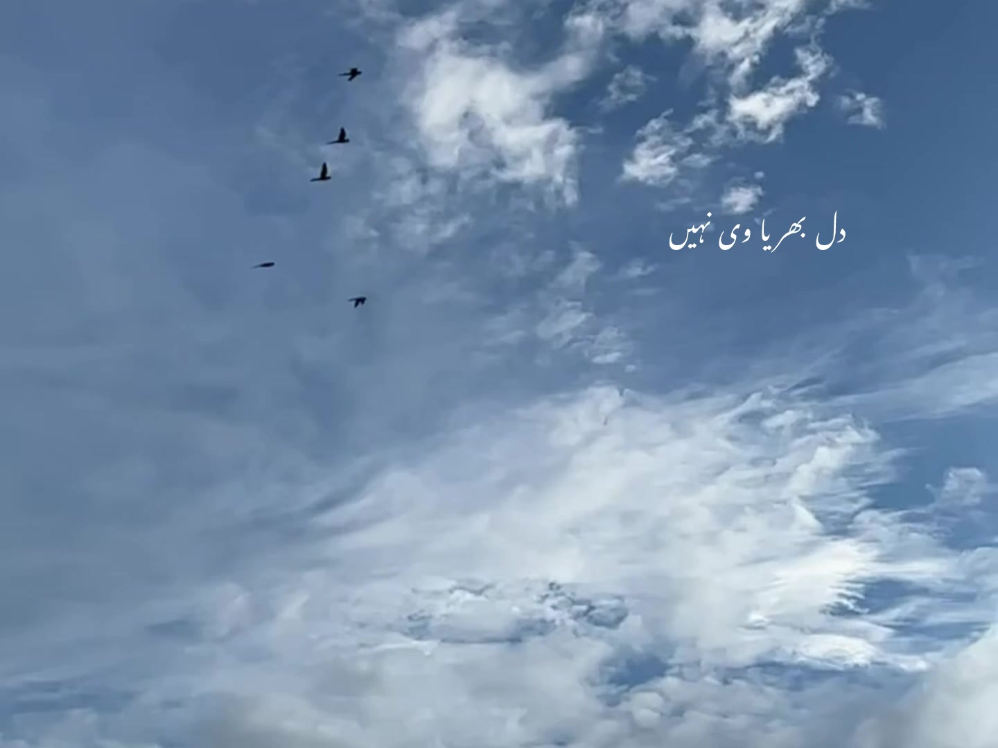 @ʟᴏꜰɪ ᴅʀᴇᴀᴍꜱ
