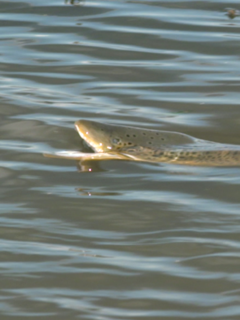 @Fishing TV