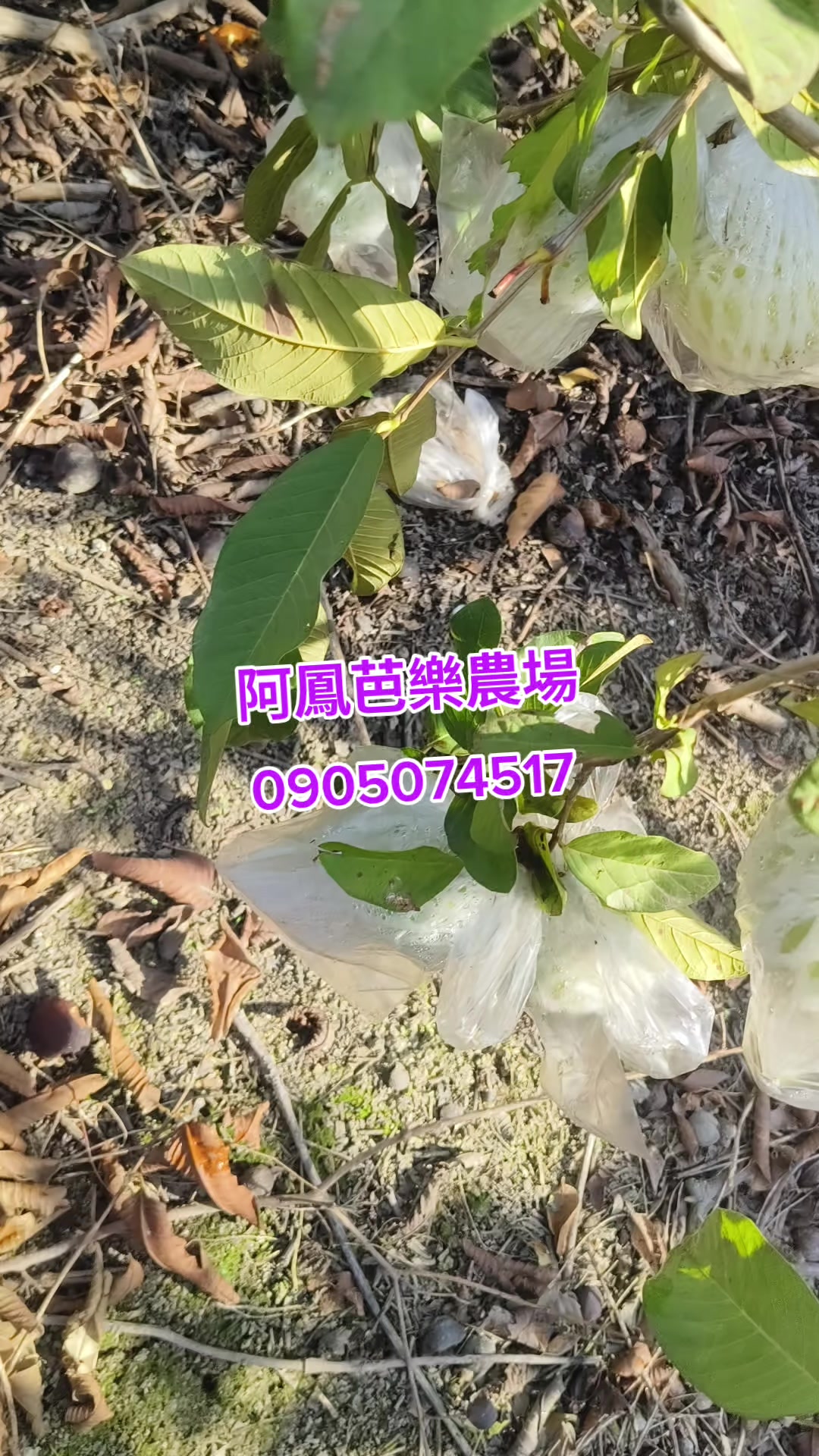 @阿軒