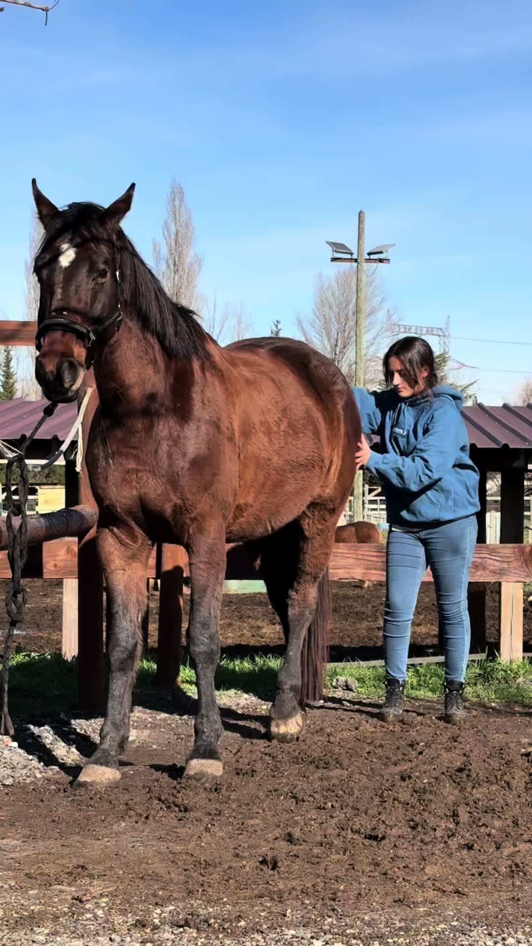 @Hannah&ensp;ost&eacute;opathie&ensp;animale&ensp;🐎