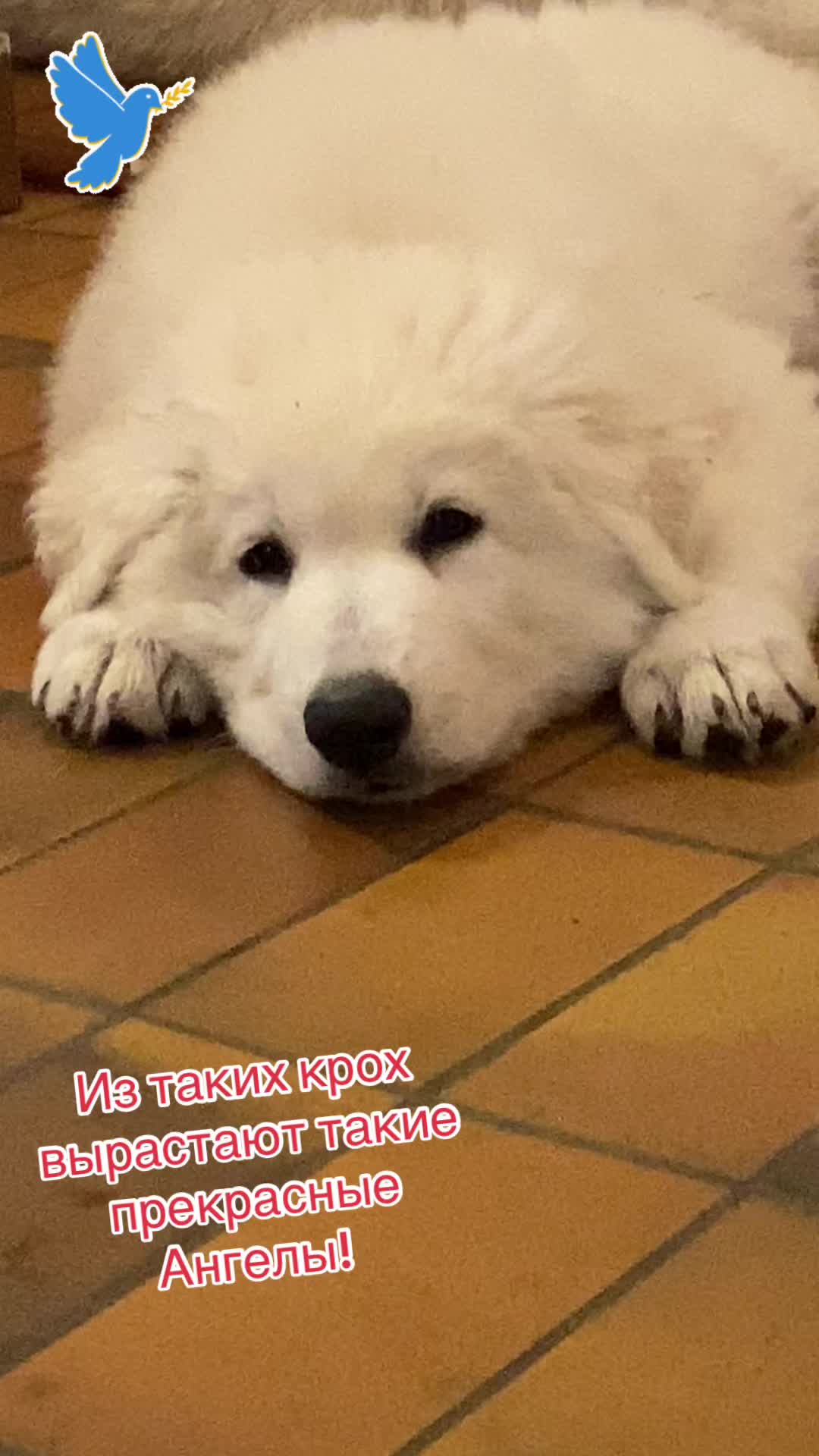@white_ange_dog