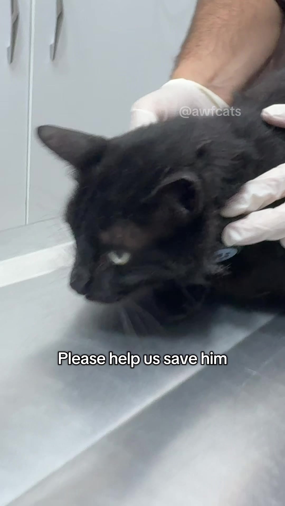 @AWF Cats