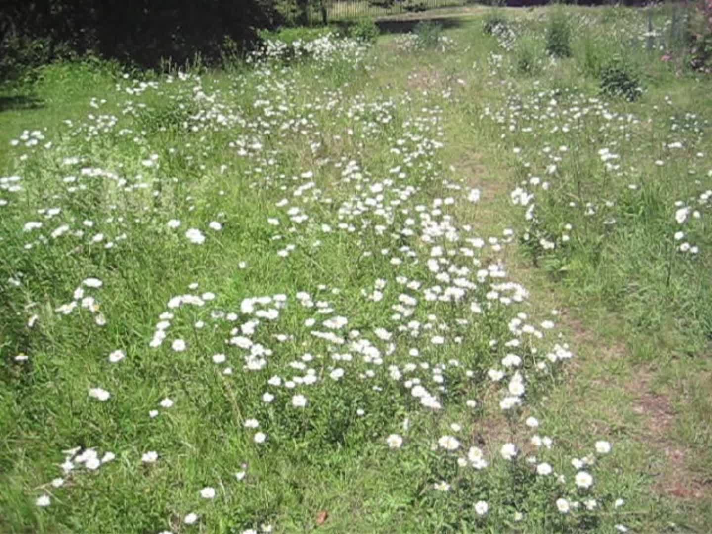 @digitalvideoss